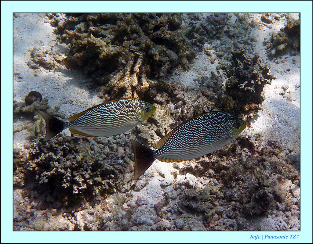 2011 - 03 - Koh Rok 35